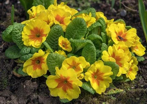 Orange daffodils on the damp ground Stock Photos