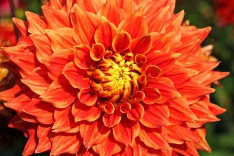 Orange Dahlia flowe Stock Photos