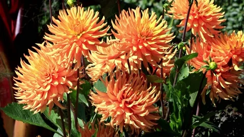 Orange dahlia flower in sunlight Stock Footage 226891796