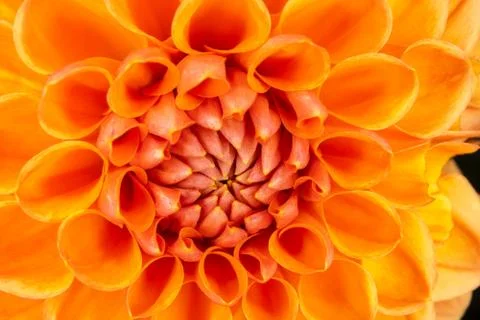 Orange Dahlia Stock Photos