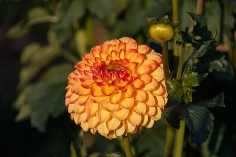 Orange dahlias Stock Photos