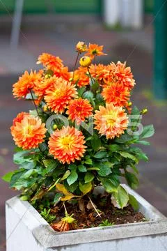 Orange dahlias in stone pot Stock Photos