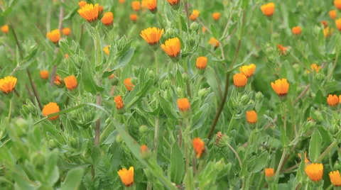 Orange daisies on a green meadow Stock Footage 38023299