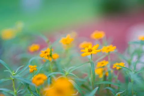 Orange Daisies Stock Photos