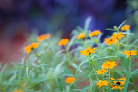 Orange Daisies Stock Photos