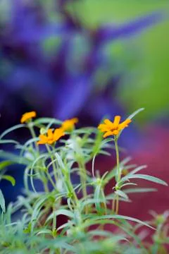Orange Daisies Stock Photos