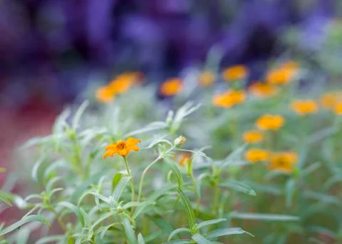 Orange Daisies Stock Photos