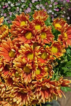 Orange daisy flower Stock Photos