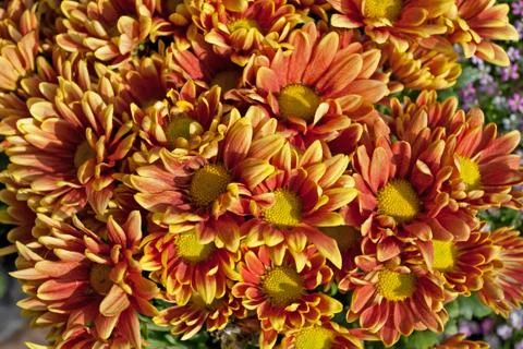 Orange daisy flower Stock Photos