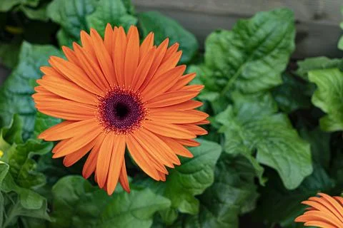 Orange daisy flower Stock Photos