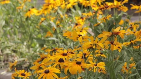Orange Daisy Flowers 動画素材 99977275