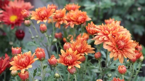 Orange daisy Stock Footage 42294900