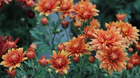 Orange daisy Video stock 42362339