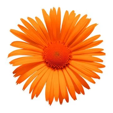 Orange daisy isolated on a white background. Flowers card. Flat lay, top view Stock Photos