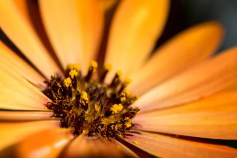 Orange Daisy petals Stock Photos