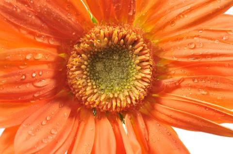 Orange daisy Foto stock