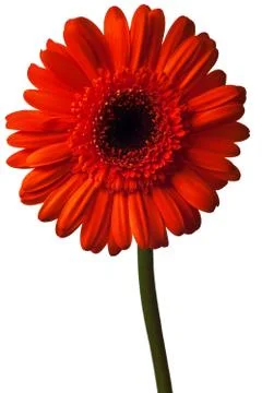 Orange daisy Stock Photos