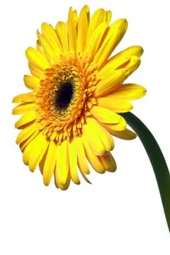 Orange daisy Stock Photos