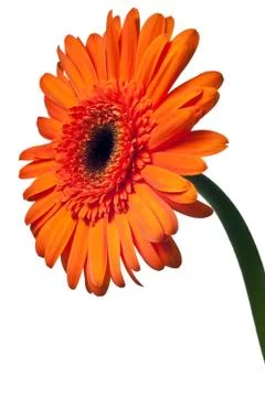 Orange daisy Stock Photos