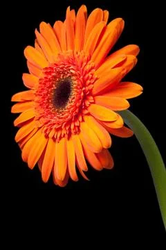 Orange daisy Stock Photos