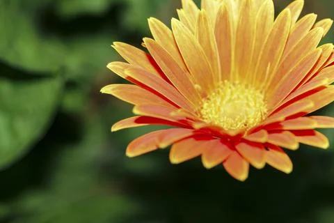 Orange Daisy Stock Photos