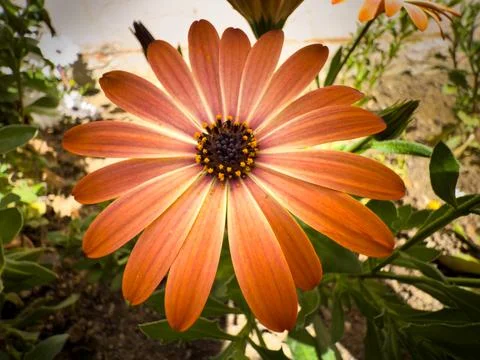Orange daisy Stock Photos