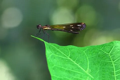 Orange Damselfy/Dragon Fly/Zygoptera sitting in the edge of green leaf Stock Photos