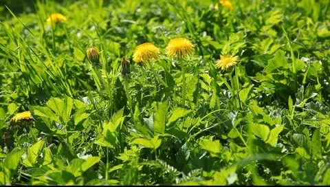 Orange dandelion flower in the grass 動画素材 5299428