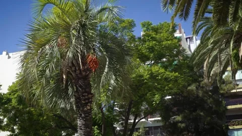 Orange dates fruit tree at summer time, Paradise for green parrots 스톡 동영상 304366317