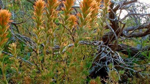Orange dawn macro wildflower 3 Indian Paintbrush Steens Mountain Near Malhuer Stock Footage 81834033