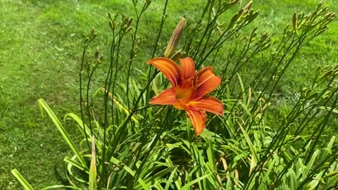 Orange day lily Stock Footage 312742345