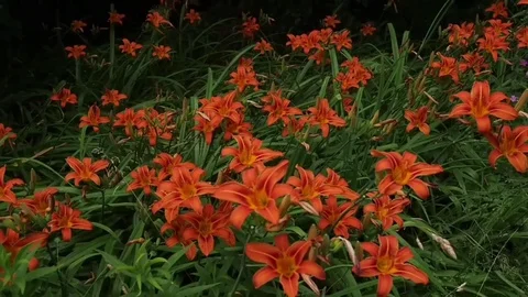 Orange daylilies Stock Footage 112450864