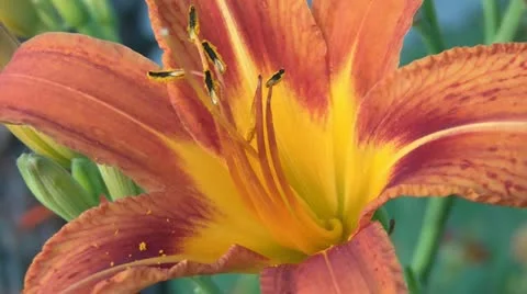 Orange-daylilly Stockbeeldmateriaal 12600122