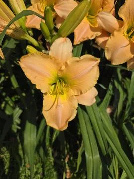Orange Daylily Flower Blooming in Sunlight 스톡 사진