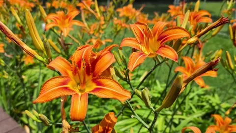 Orange Daylily Flowers Stock Footage 344627119
