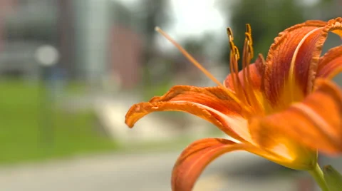 Orange Daylily Stock Footage 40340189