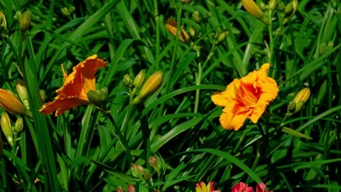 Orange daylily Stockbeeldmateriaal 313282491
