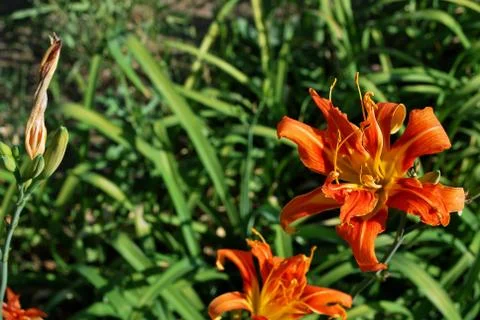  orange daylily Stock Photos