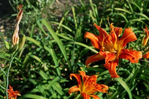  orange daylily Stock Photos