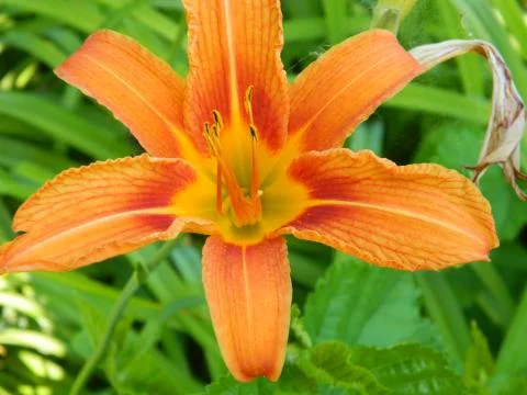 Orange Daylily Stock Photos