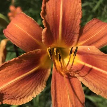 Orange Daylily Stock Photos