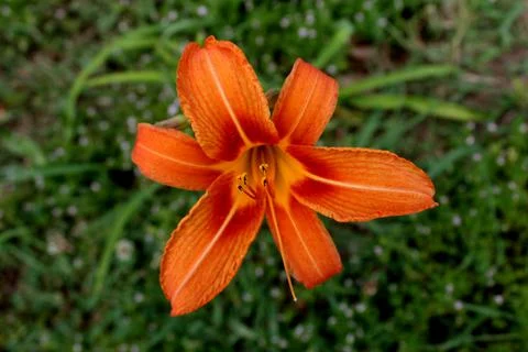 Orange Daylily Stock Photos