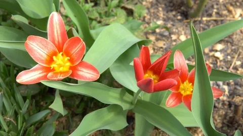 Orange decorative tulips swing in the wind. Spring Stock Footage 89004456