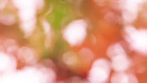 Orange defocused tree leaves on wind. Видео 160601335