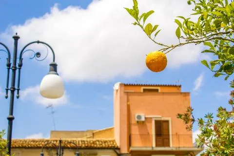 Orange Delight Stock Photos