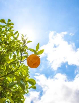 Orange Delight Stock Photos