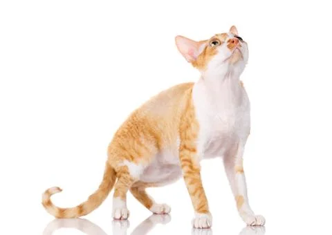 Orange devon rex cat with big ears looking up on white background Stock Photos