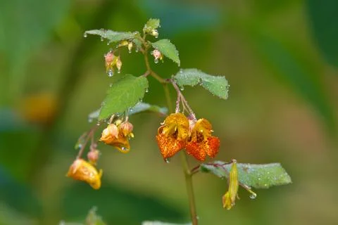 Orange dew 库存照片