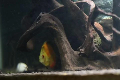 Orange discus fish partially visible behind driftwood in freshwater aquarium Stock Photos