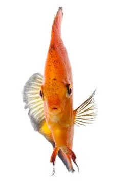 Orange discus Stock Photos